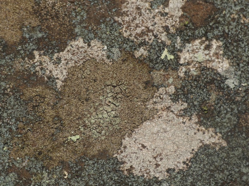 Dolly Parton's Lichen photo 5