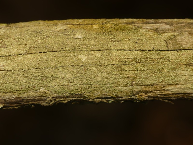 Dolly Parton's Lichen photo 7