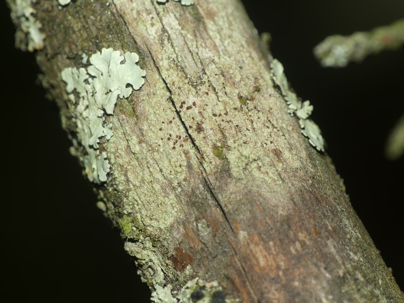 Dolly Parton's Lichen photo 8