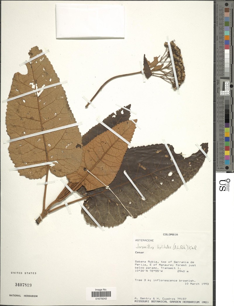 Jaramilloa hylibates