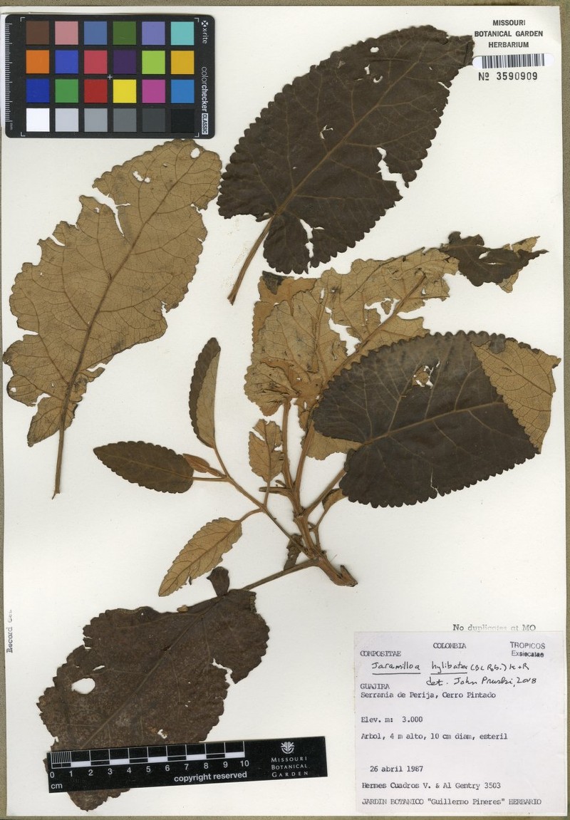 Jaramilloa hylibates photo 2