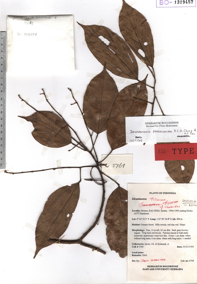 Jarandersonia pentaceoides
