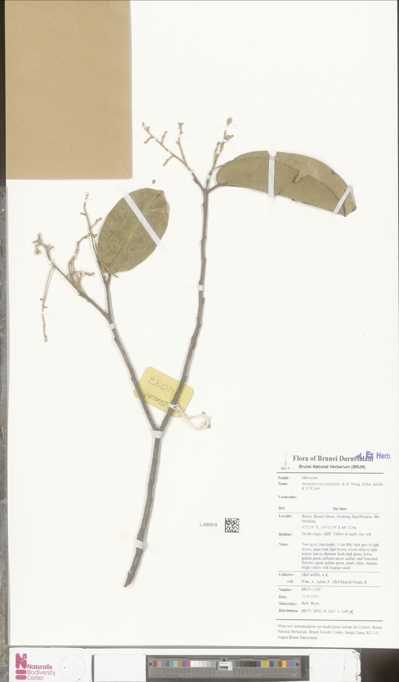 Jarandersonia yahyantha