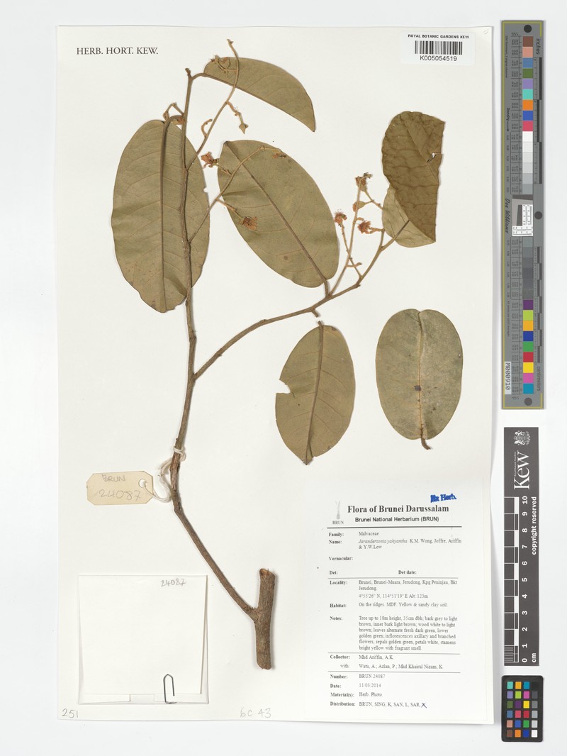Jarandersonia yahyantha photo 2