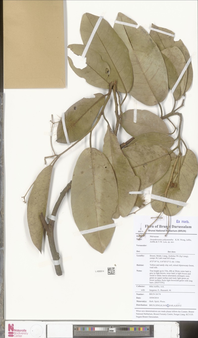 Jarandersonia yahyantha photo 3