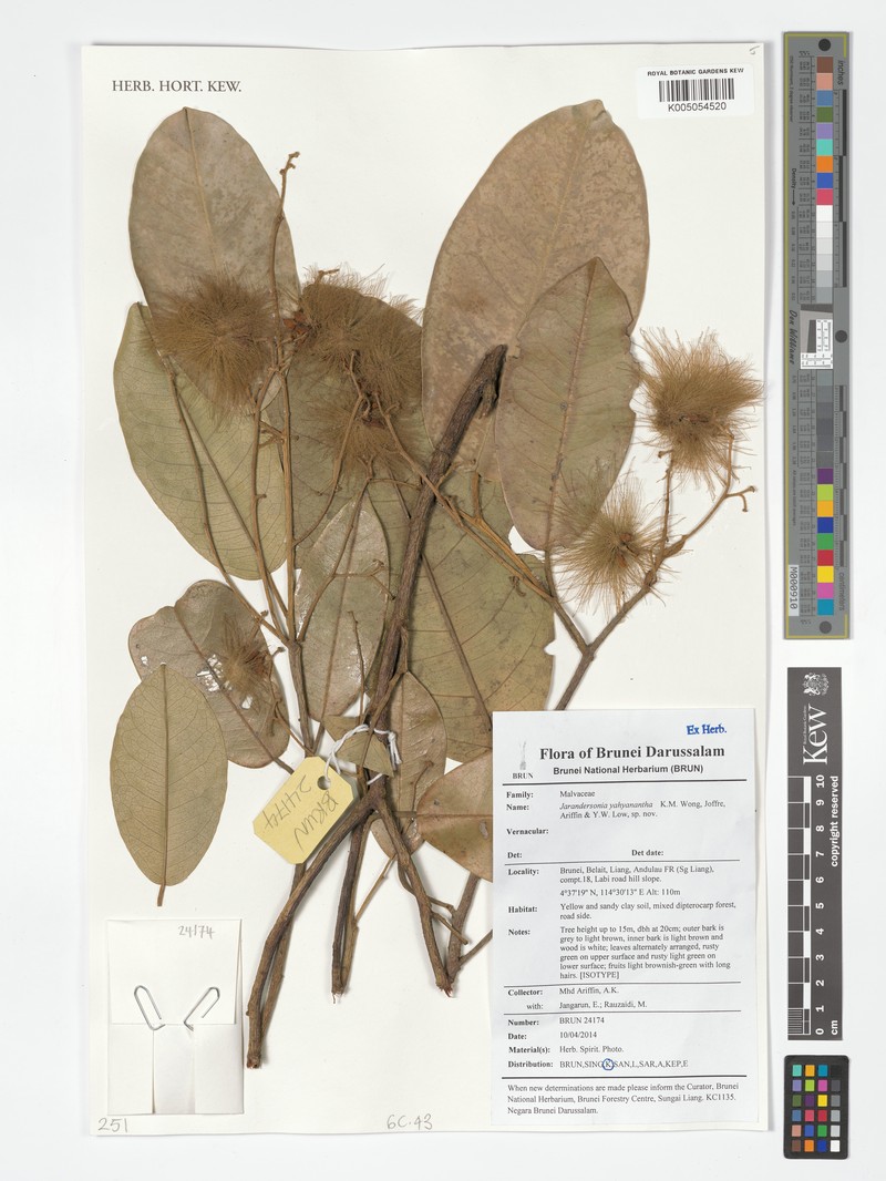 Jarandersonia yahyantha photo 4