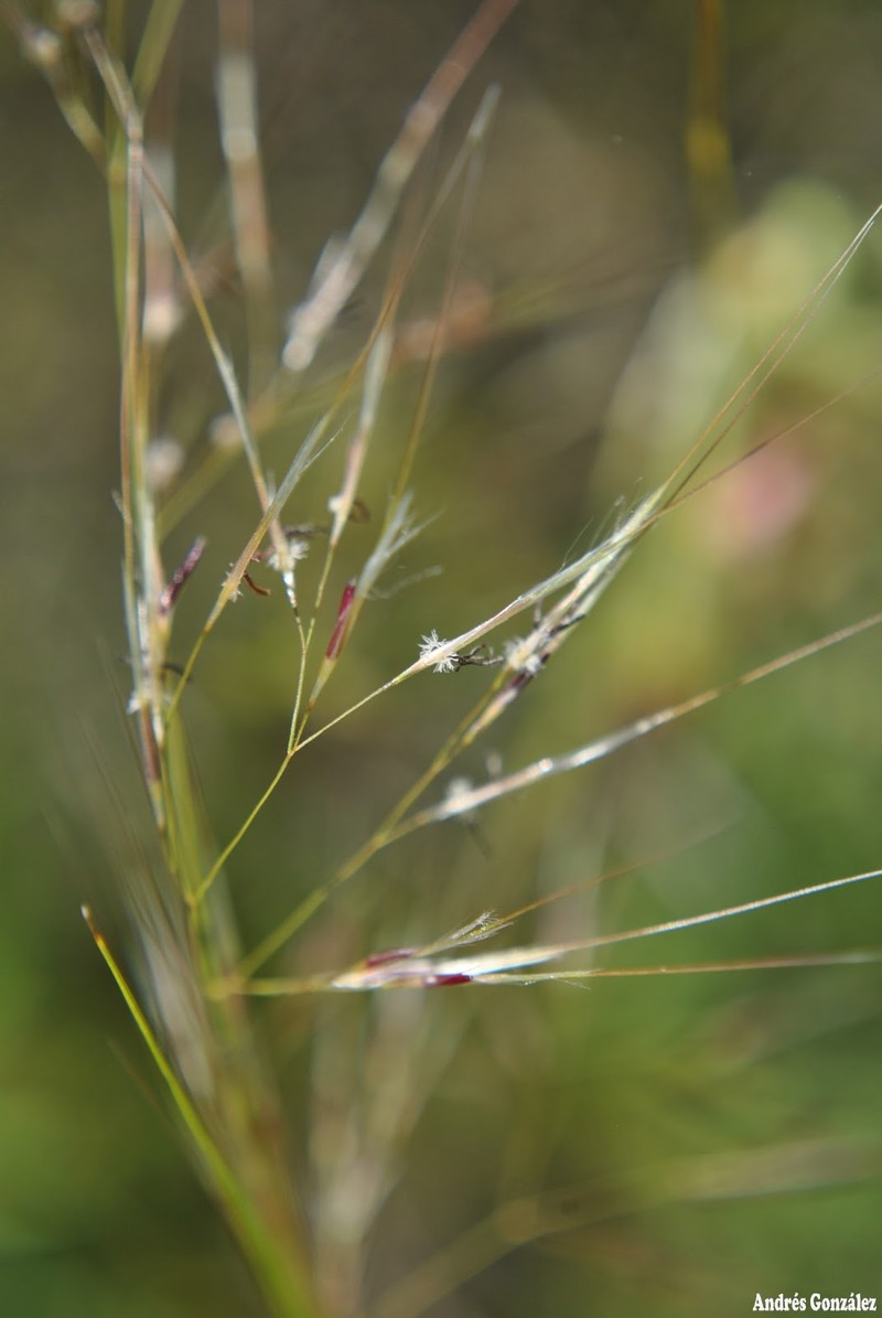 South American Rice Grass photo 2