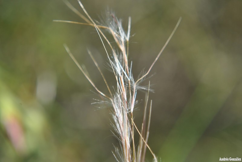 South American Rice Grass photo 3