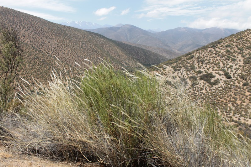 South American Rice Grass