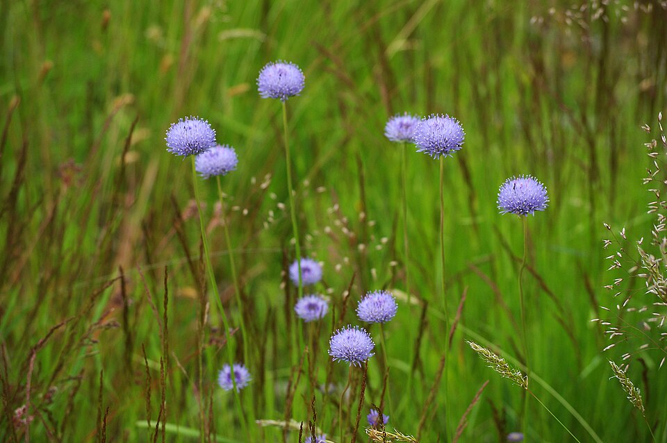 Sheepbit photo 6