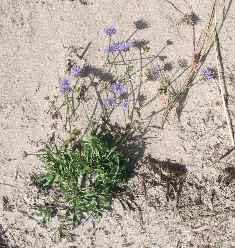 Sheepbit photo 8