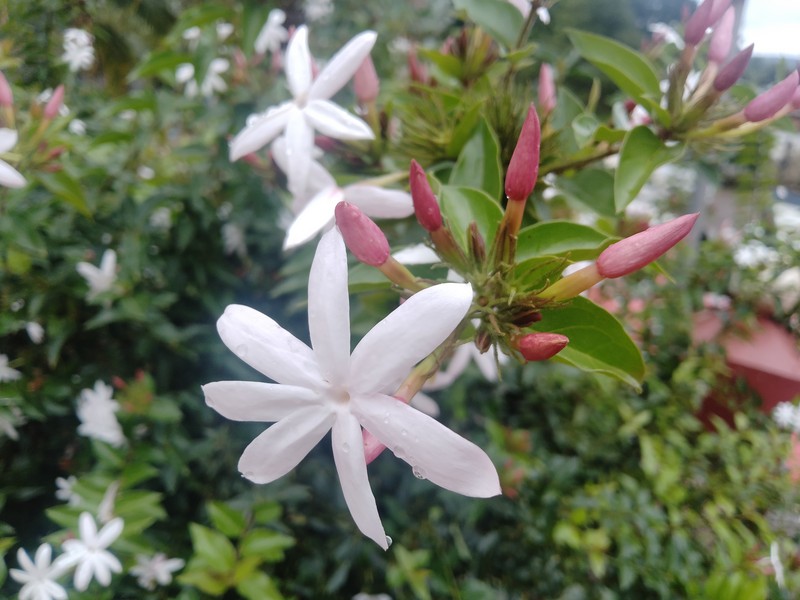 Gold Coast Jasmine