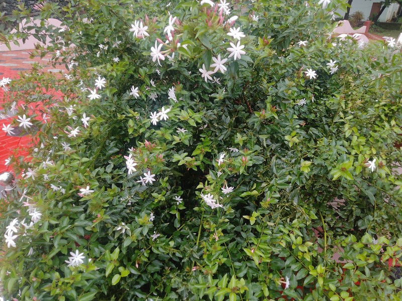 Gold Coast Jasmine photo 3
