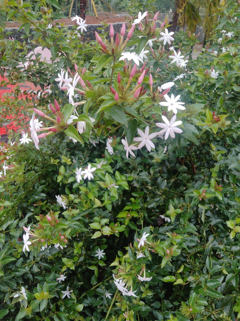 Gold Coast Jasmine photo 4
