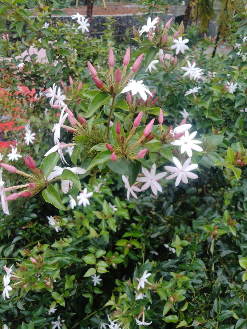 Gold Coast Jasmine photo 5