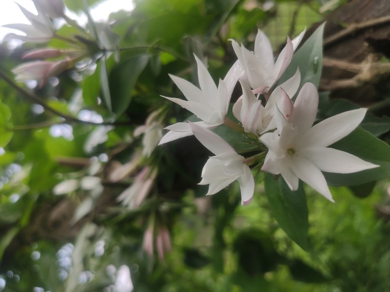 Gold Coast Jasmine photo 2