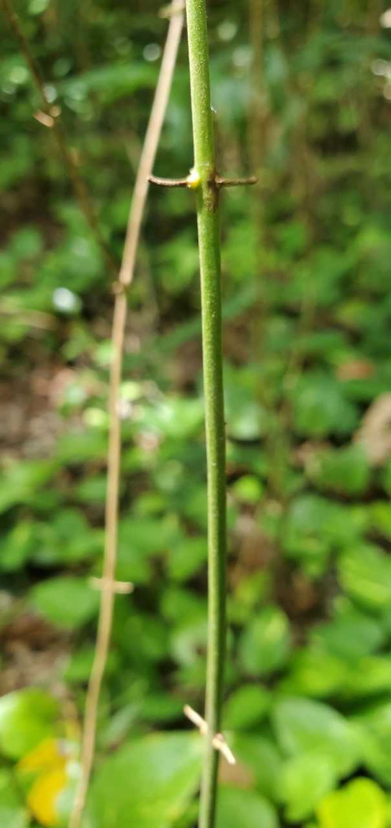 Jasminum marianum