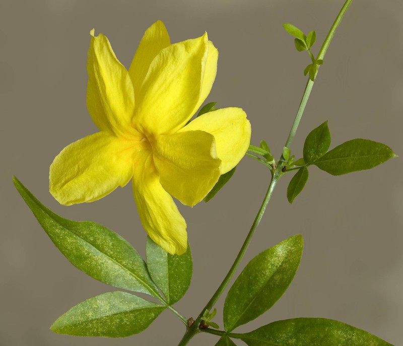 Japanese Jasmine photo 2
