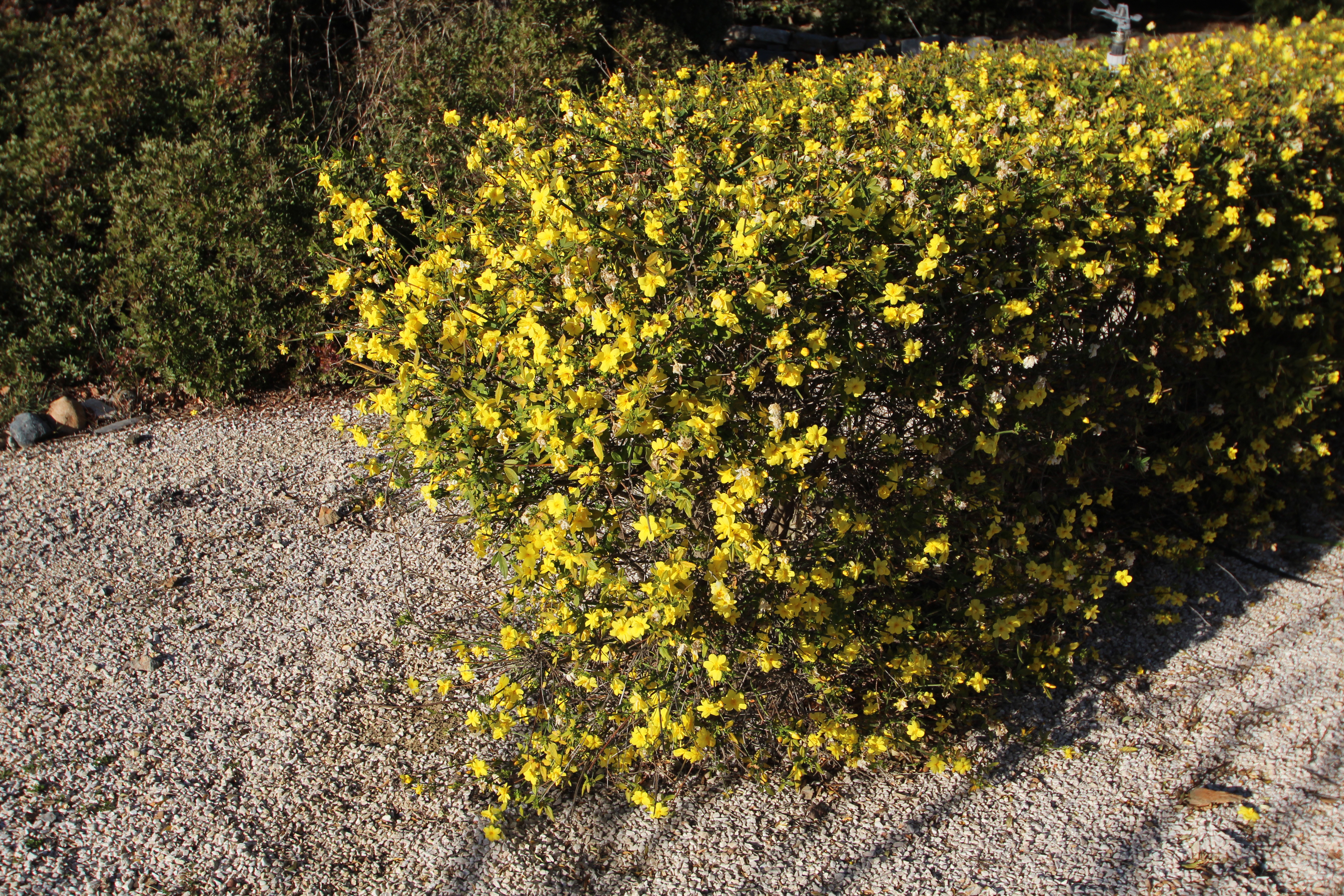 Japanese Jasmine photo 3