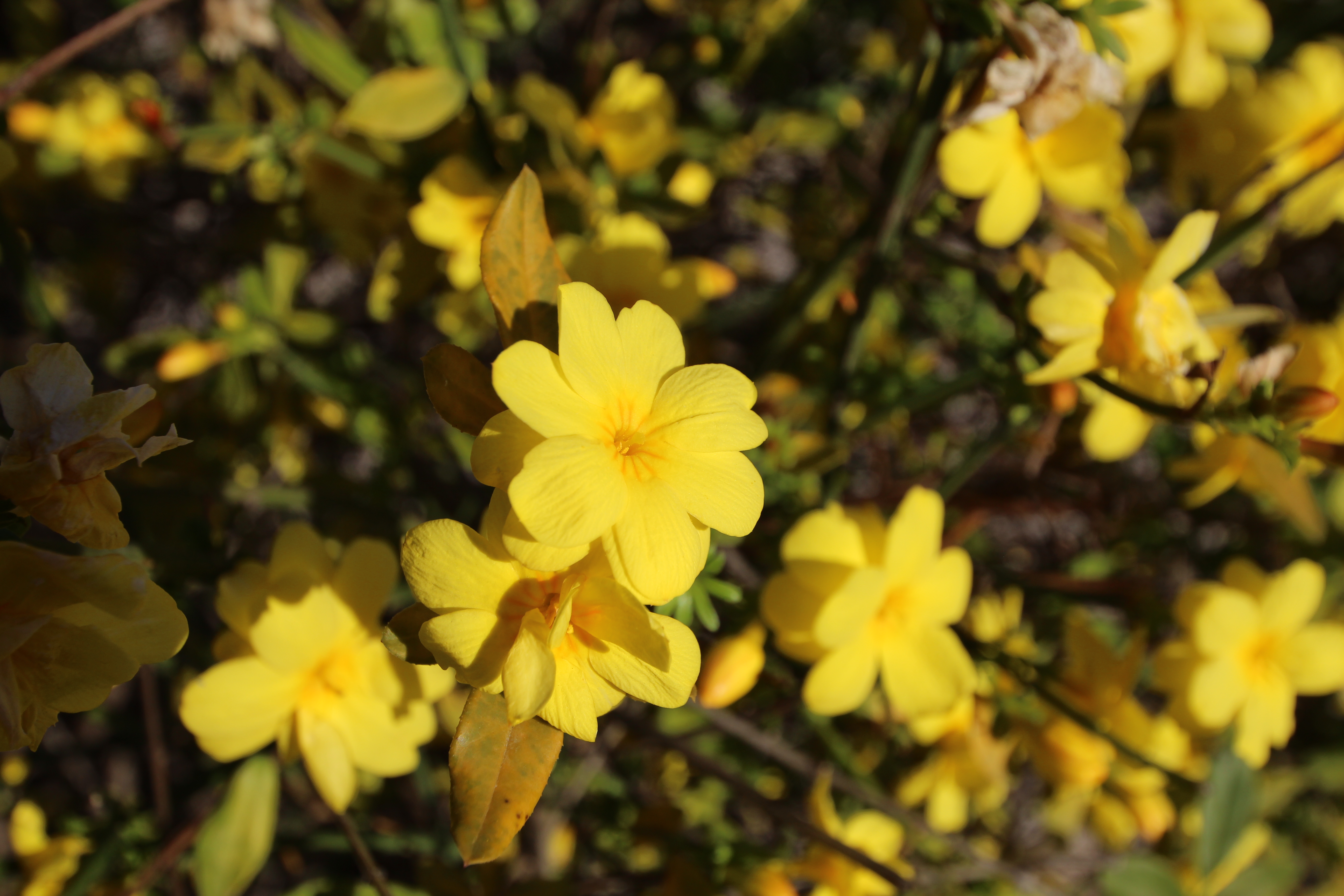 Japanese Jasmine photo 4