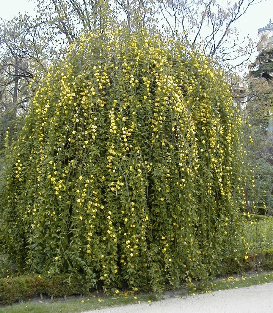 Japanese Jasmine photo 5
