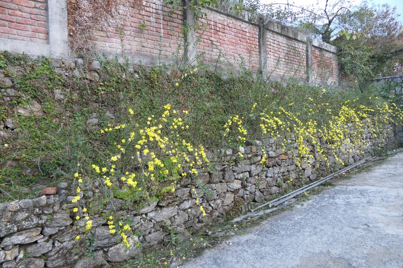 Japanese Jasmine photo 6