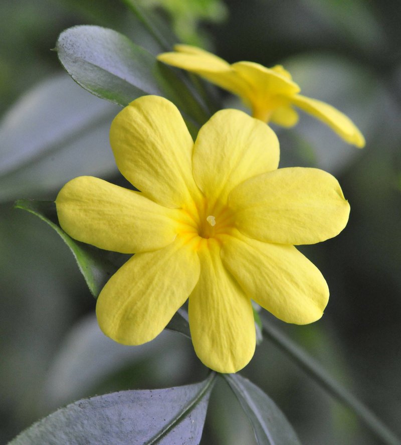 Japanese Jasmine photo 7
