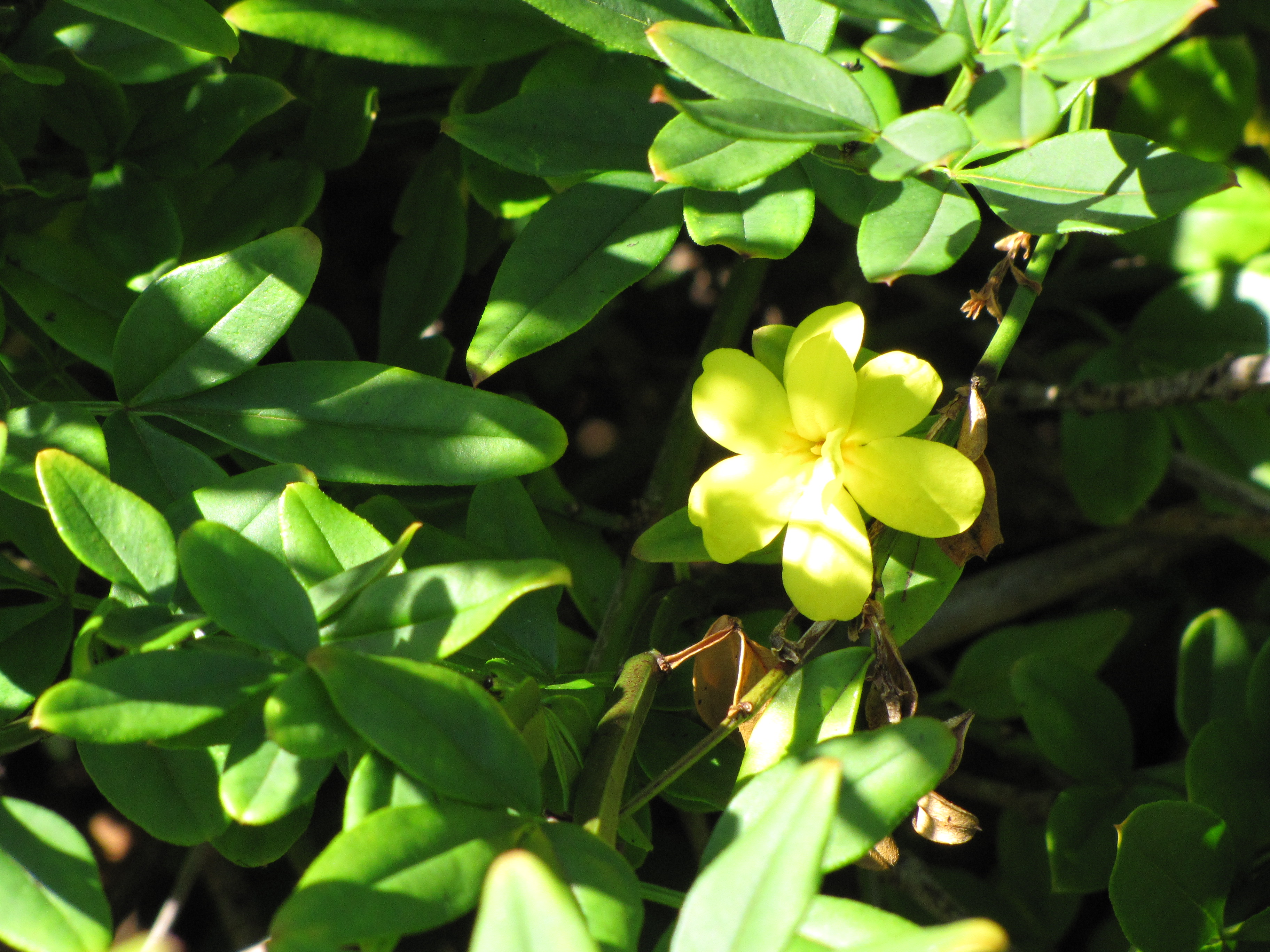 Japanese Jasmine