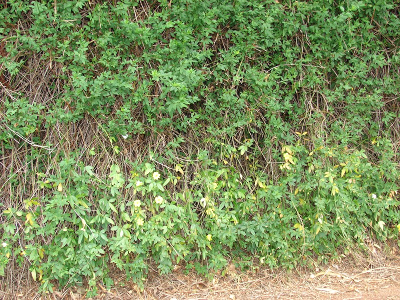 Japanese Jasmine photo 8