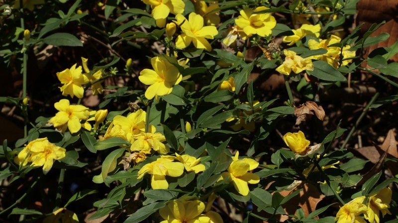 Winter Jasmine photo 5