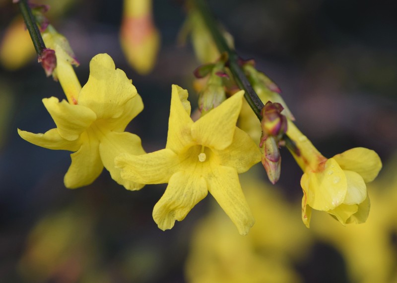 Winter Jasmine photo 2