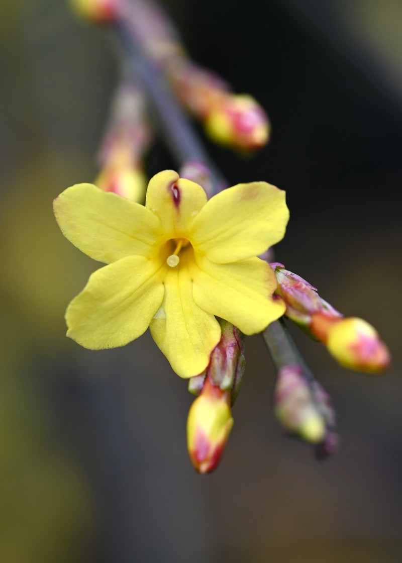 Winter Jasmine photo 3