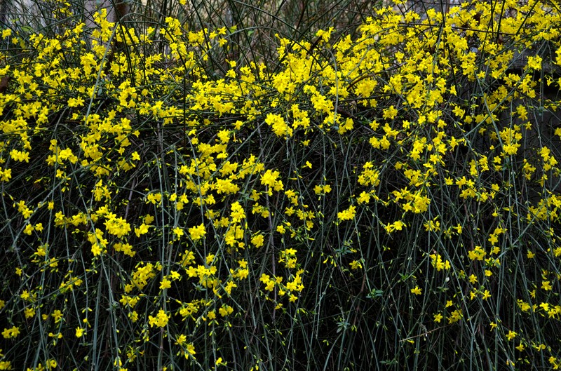 Winter Jasmine photo 4