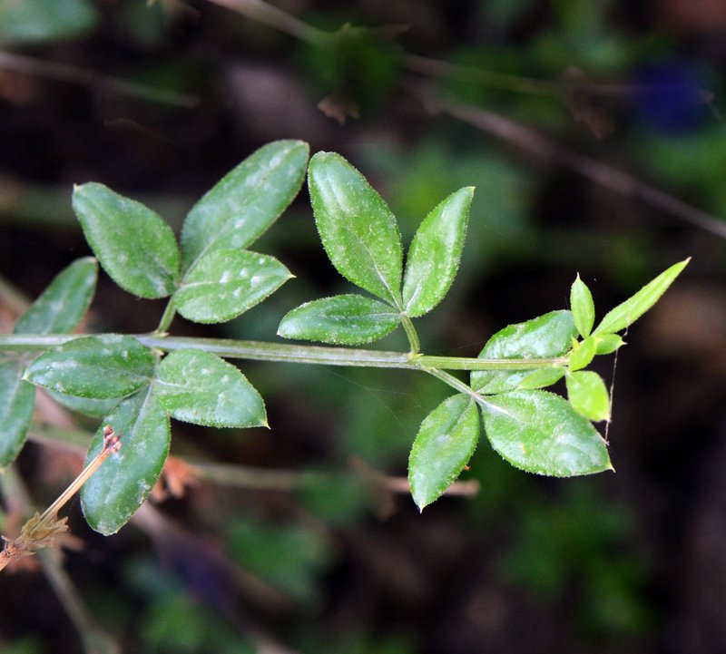Winter Jasmine photo 6