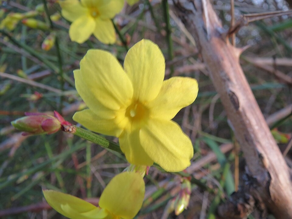 Winter Jasmine photo 7