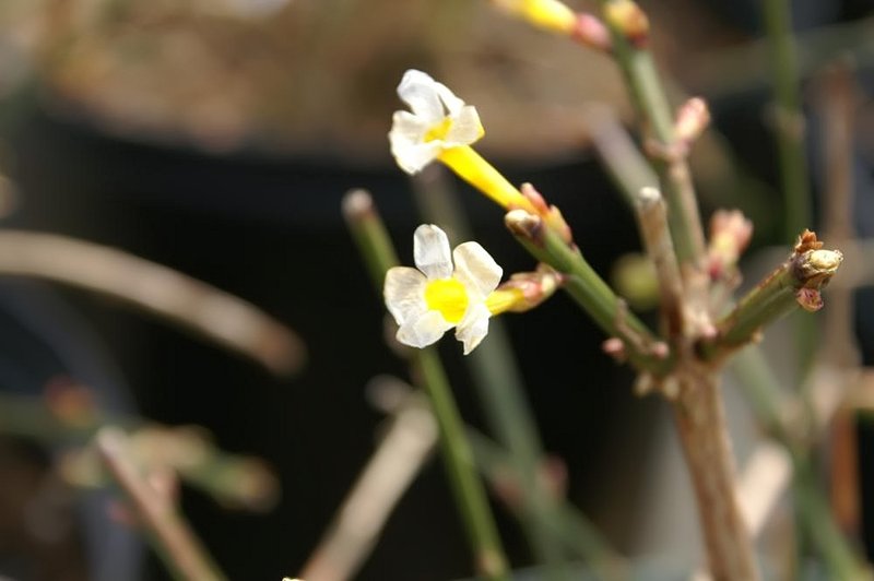 Winter Jasmine photo 8