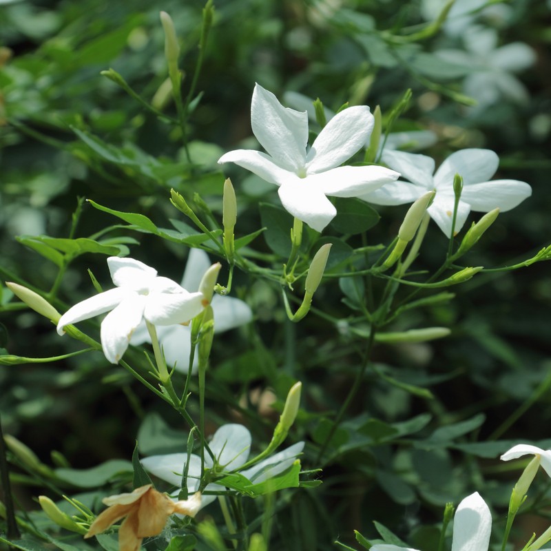 Poet's Jasmine photo 2