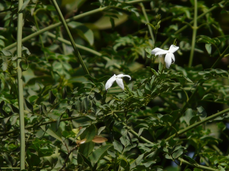 Poet's Jasmine photo 3