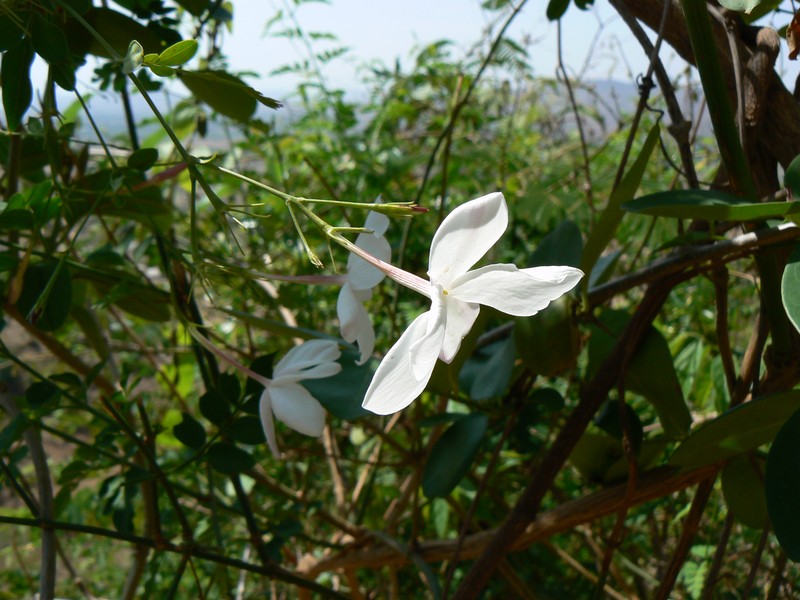 Poet's Jasmine photo 4