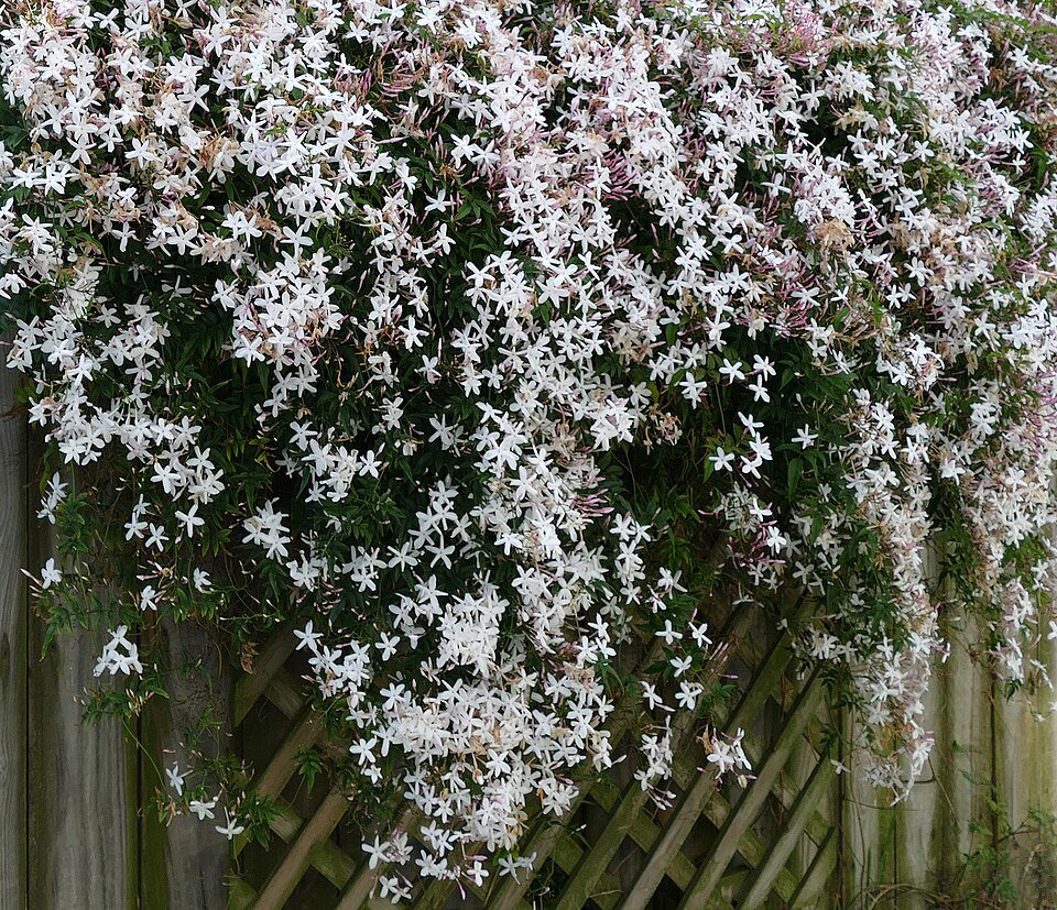 Poet's Jasmine photo 5