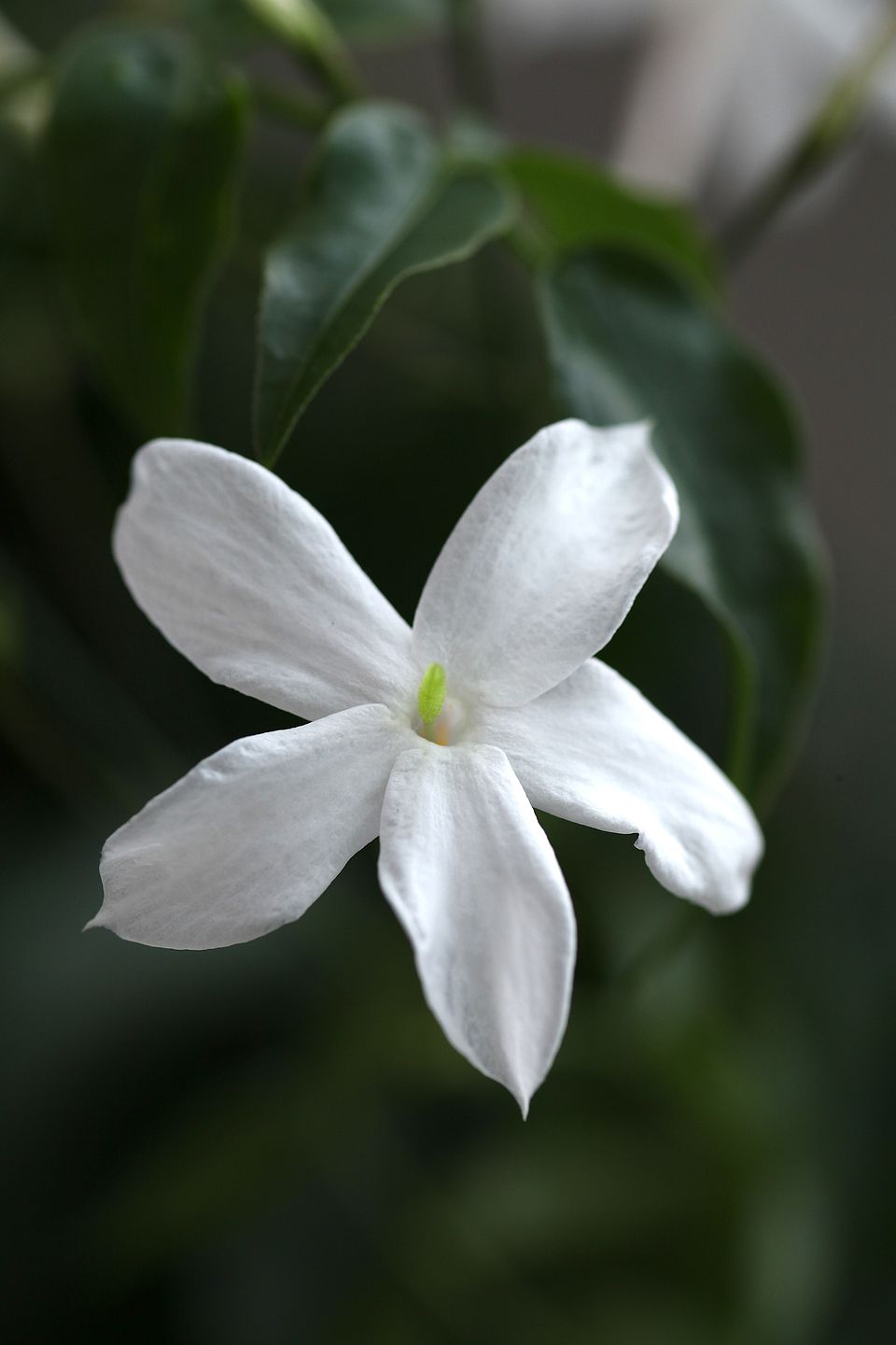 Poet's Jasmine photo 6
