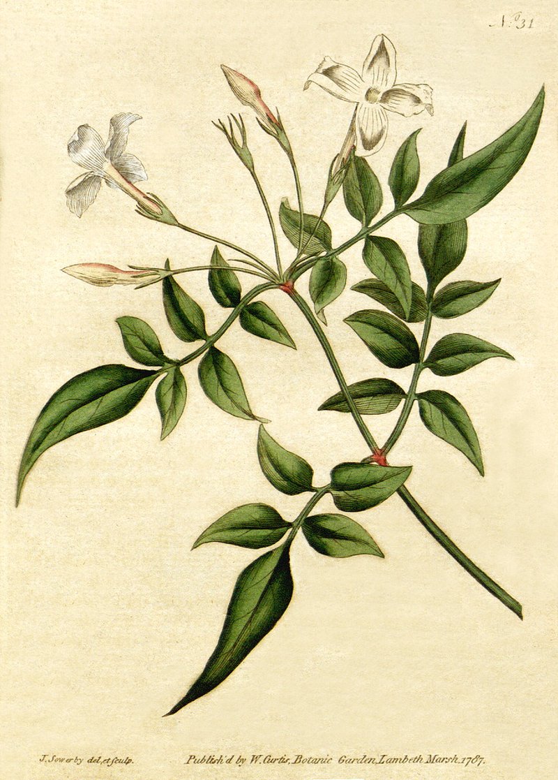 Poet's Jasmine