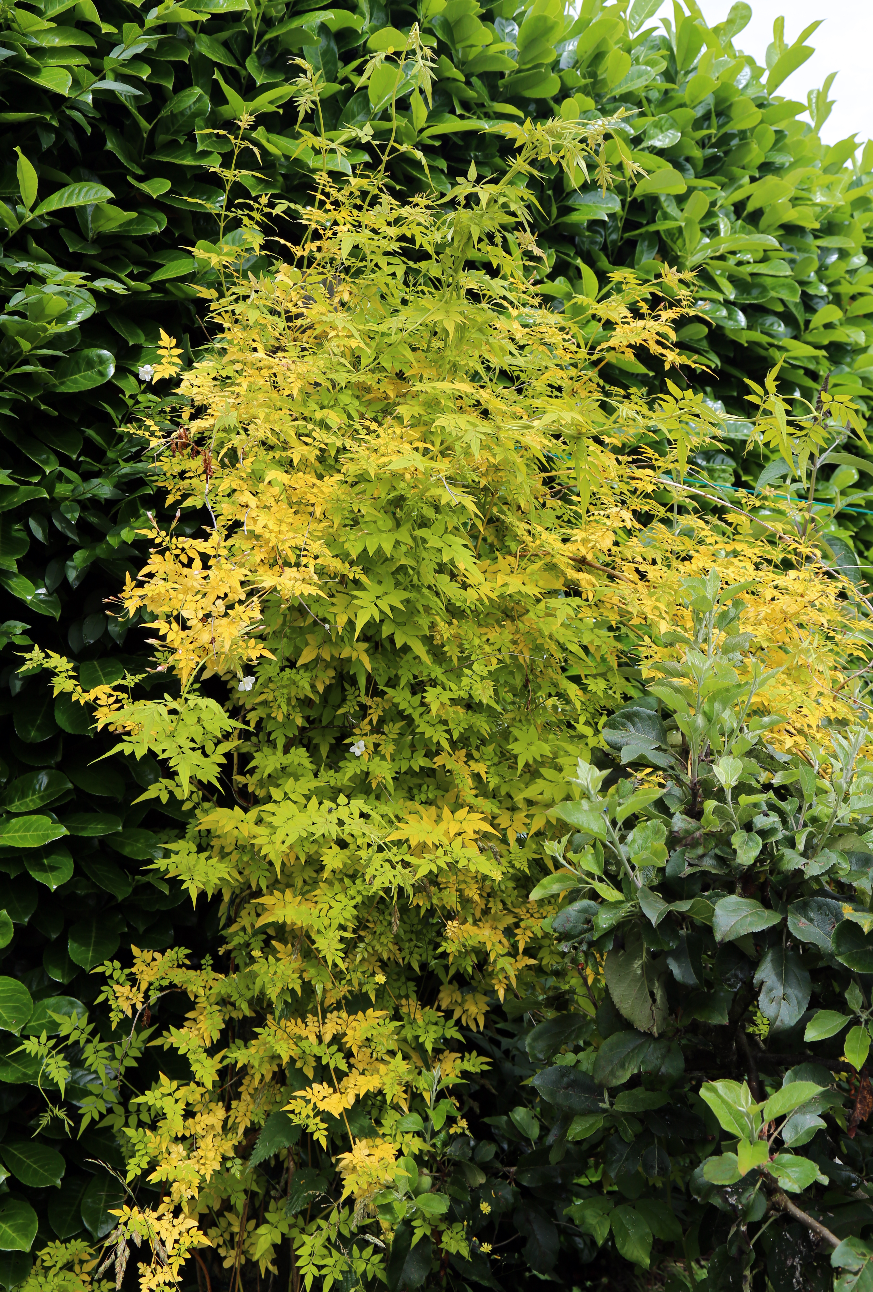 Poet's Jasmine photo 7