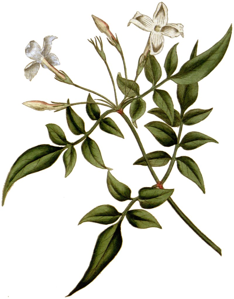 Poet's Jasmine photo 8