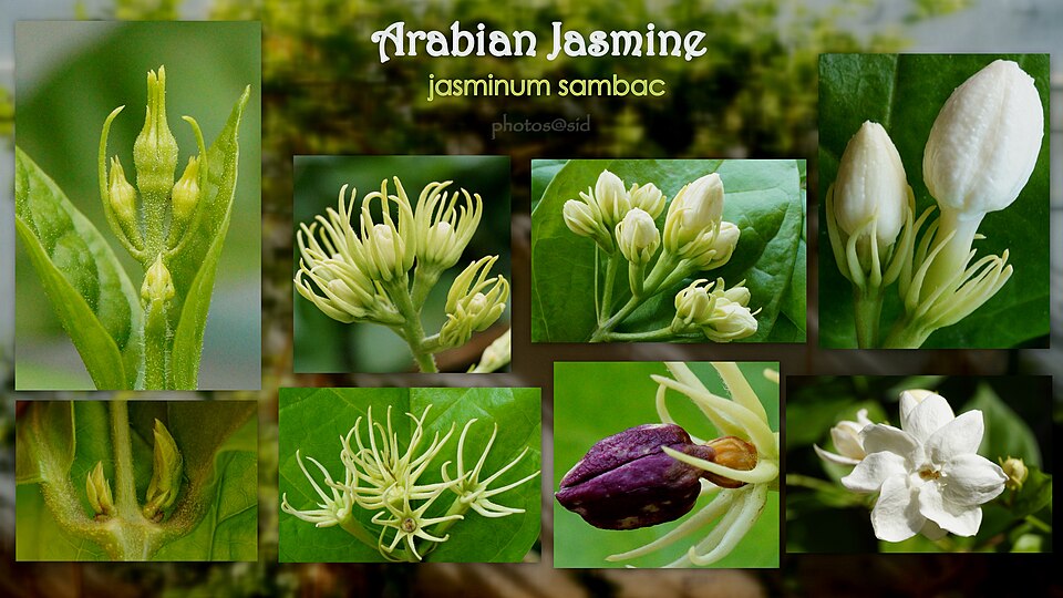 Arabian Jasmine photo 2