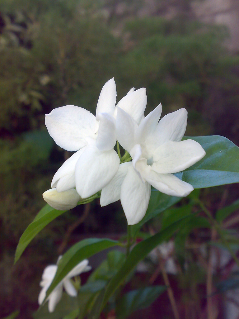 Arabian Jasmine photo 3