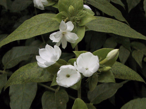 Arabian Jasmine photo 4