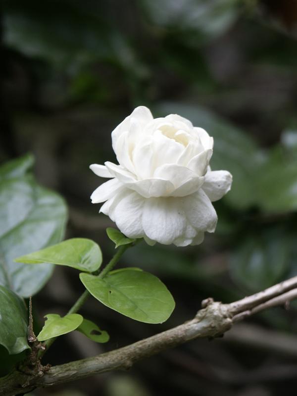 Arabian Jasmine photo 5