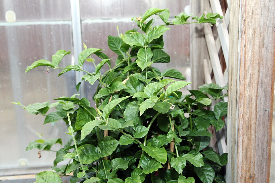 Arabian Jasmine photo 6