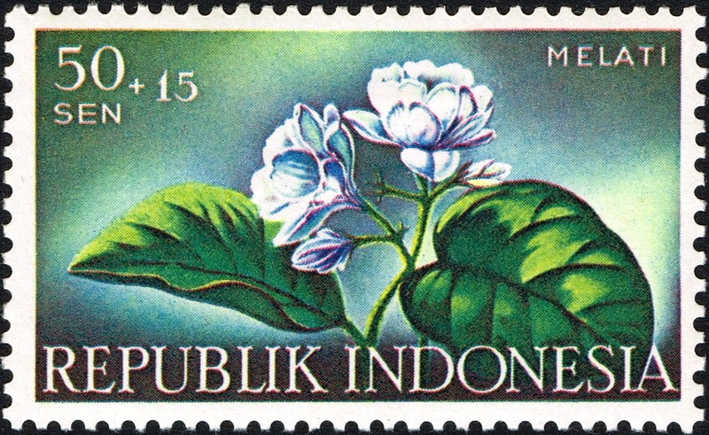 Arabian Jasmine photo 8